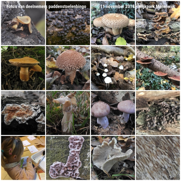 paddenstoelenbingo_fotos